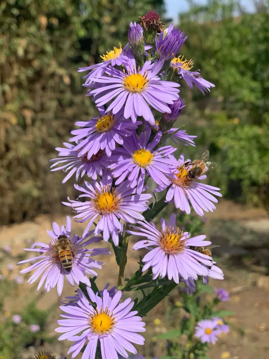 Aster perennial deals