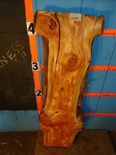 A1831 4 1/16" THICK tamarack Live Edge Slab shelf table bench KILN DRIED