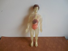 Skelett Menschliches Modell Anatomie Wissenschaft Aufbau des Körpers 32 cm (B)