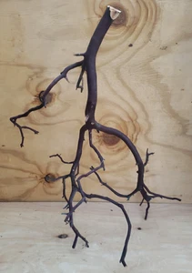 Large multi branch Red Manzanita small bird fish tank reptile #97