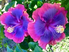 20 Pink Purple Blue Hibiscus Seeds Flower Flowers Seed Perennial 255 US SELLER