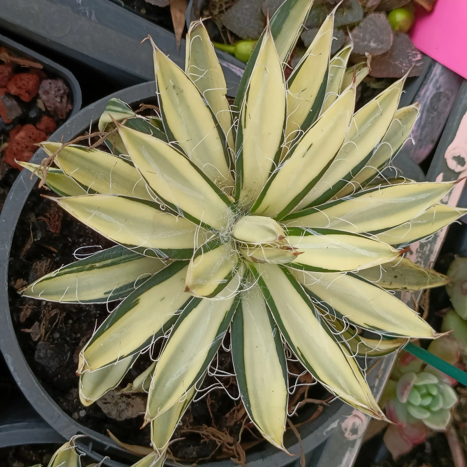 AGAVE FILIFERA F. COMPACTA MARGINATA rare succulent plant
Opens in a new window or tab