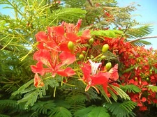  Royal Poinciana Tree (Delonix regia), 5 Seeds 