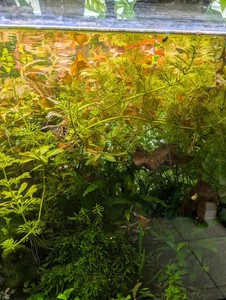 Stem Plant Trimmings From 40 Gallon Planted Aquarium
