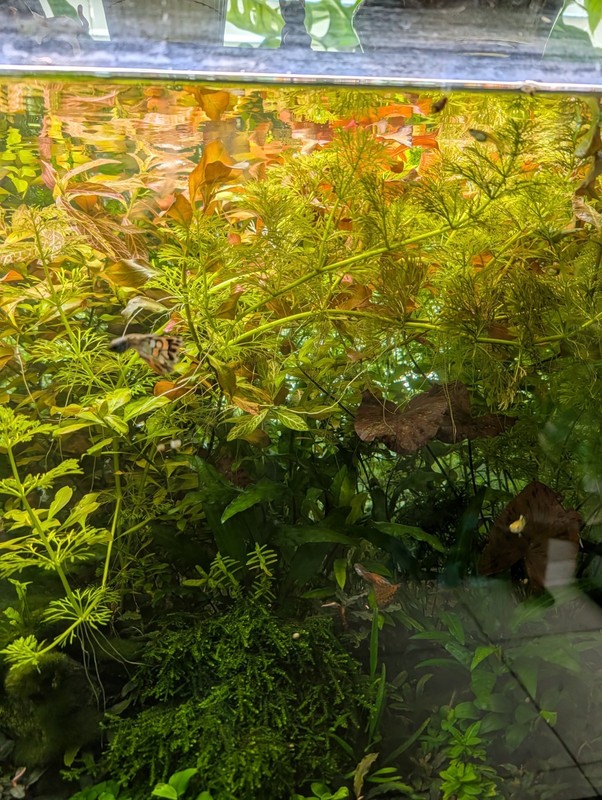 Stem Plant Trimmings From 40 Gallon Planted Aquarium