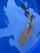 Japanese Ochiba Shigure Koi 10 inch