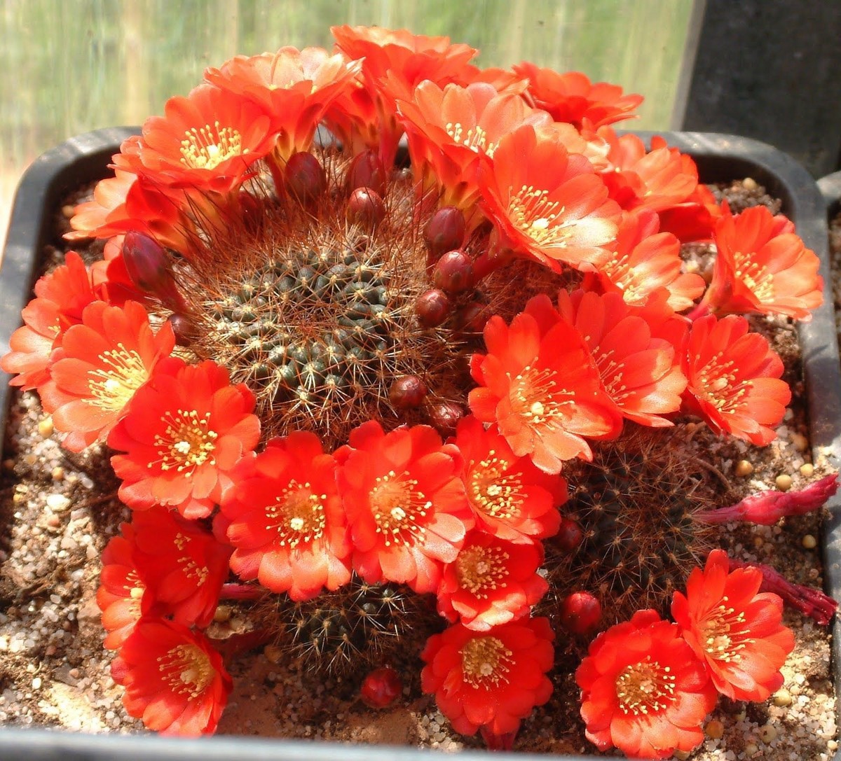 CRIMSON CROWN CACTUS (Rebutia deminuta) 10 seeds | eBay Australia