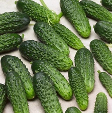 120+ Parisian Gherkin Cucumber Seeds --- HEIRLOOM - ORGANIC -- NON GMO --- FRESH