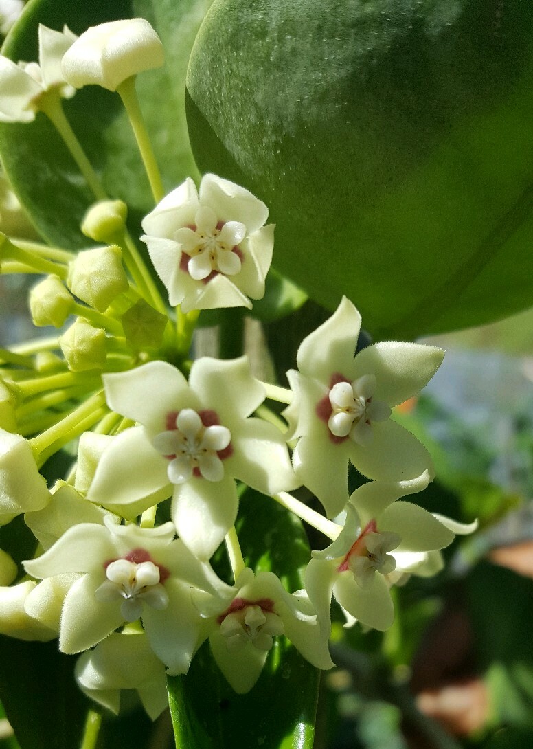 Hoya Australis Vine Wax Flower Live Plant~Vanilla Hoya 5" tall USA SELLER  !!! | eBay