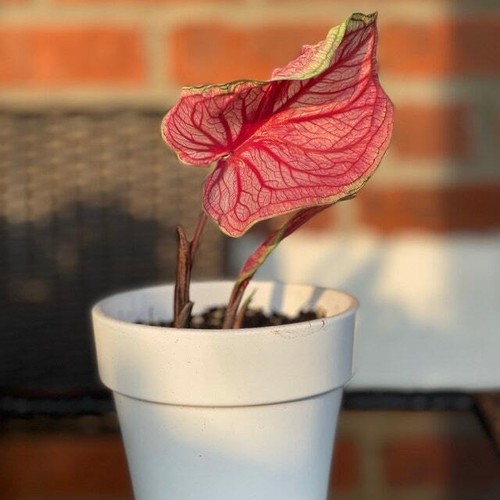 'Sizzle' Caladium – Vibrant Dance of Colors (2 Bulbs) - Picture 4 of 9