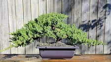 Japanes Juniper Bonsai In 9 Inch Plastic Pot . 15 Year Old Beauty.