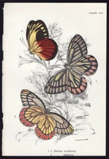 1896 Kirby  Antique Color Butterfly Print Delias Eucharis - The Common Jezebel
