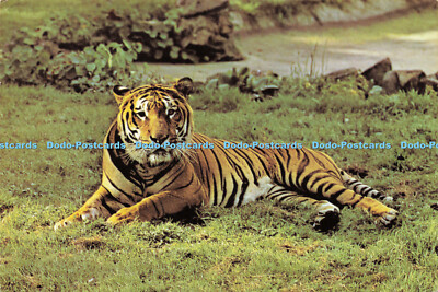 D148191 Chester Zoo. Tiger. Postkarte