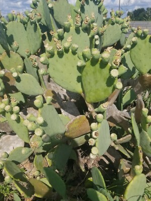 succulent plant Potted Succulent Plants – Stylish & Low-Maintenance Greenery main image 1