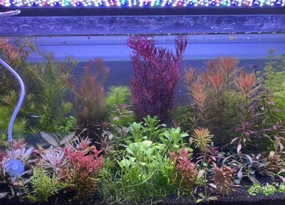LOT PLANTES COMPLET POUR AQUARIUM 10L ( 10+2/6 plantes ) ou complement - Photo 1/4