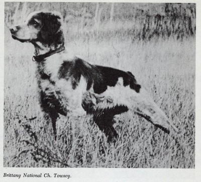 * Brittany Spaniel ''Towsey'' - CUSTOM MATTED - Dog Art ''Photo Print'' - 1964