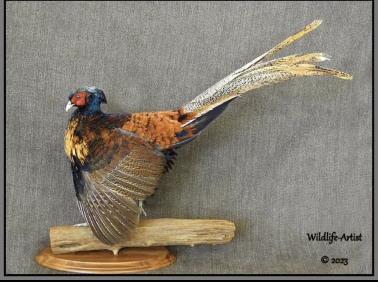 Pheasant Feathers Harvesting Duck Feathers For Fly Tying