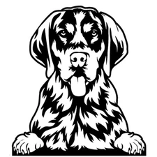 Bluetick Coonhound Black Vinyl Graphic Decal Car Window Laptop Notebook Tumbler