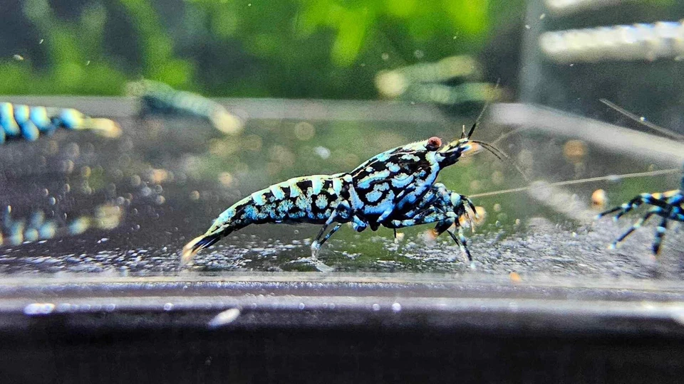 10 Top Grade Blue Galaxy Snowflake Fishbone Juvenile Shrimp. Live Shrimp - Image 4 of 4