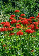800 SEEDS - maltese cross LYCHNIS CHALCEDONICA red GroCo USA - BUY 15=SHIPS FREE