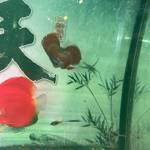 Rose Red Bulldog Discus 3 Inch Tropical Live Fish