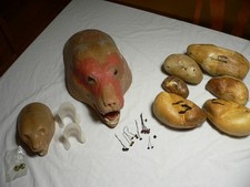 Taxidermy Black Bear - bobcat Rug Forms - Bird Forms and Glass Eyes