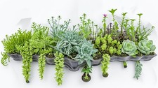 Succulents Trailing Assortment Rooted Starter Plant (Pack of 3)