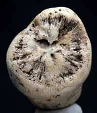 HORN CORAL FOSSIL Mineral Natural HORNED Fossilized Ocean Vintage Specimen Rock