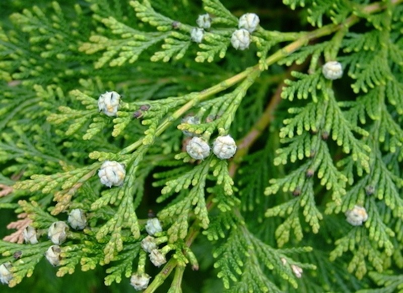 5 Leyland Cypress Tree - Hybrid - Bare Root Starter Plug