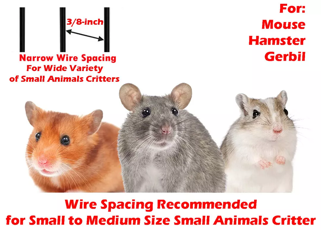 Mice 2024 cage size