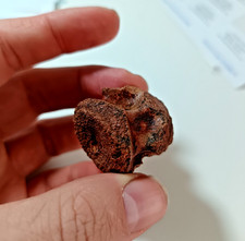 SUPERB Cretaceous Kem Kem Crocodile Vertebrae, Boxed & Labeled 2.7cm HT125