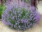 Lavandula Augustifolia (Lavender) 50 seeds