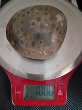 Large Polished Petoskey Stone  1 Pound Fossilized Coral