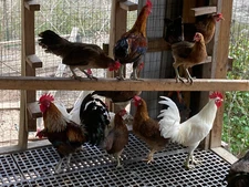 10 Ayam Ketawa Hatching Eggs