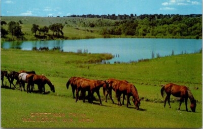 c1970 Horses Grazing Lakeside in Verdant Walworth Wisconsin Vintage Postcard