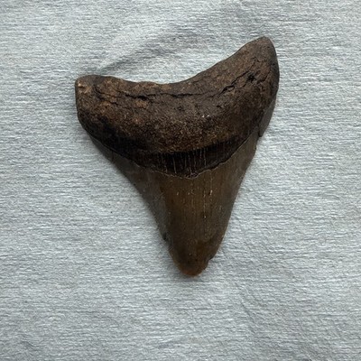 Megalodon Shark Tooth 2.92 inch Fossil NC #46A - WITH SERRATIONS