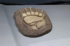 Huge** Grizzly Bear Track 14" Long Wall Hanger Montana 1974 LOOK !!!