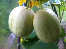 Cucumber  Seeds (15) Organic Crystal Apple (Cucumis Sativus) Non-GMO Heirloom 