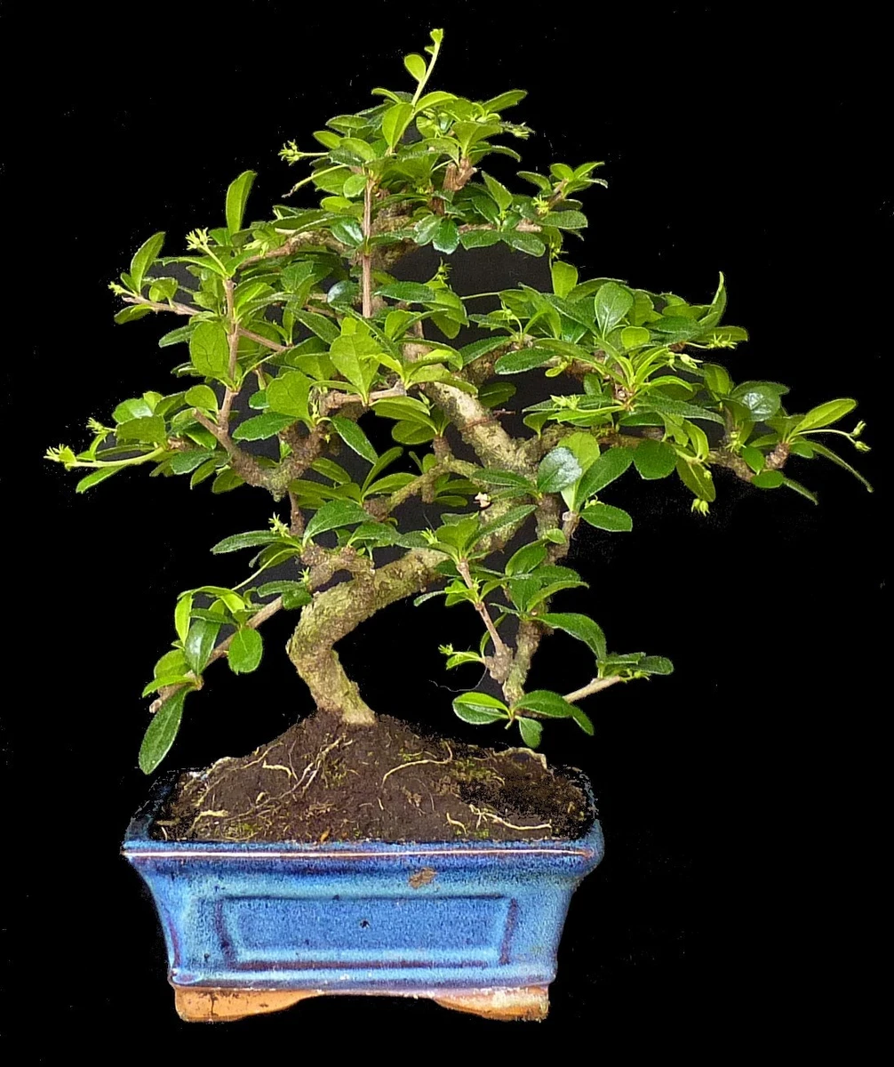 Fukientee Bonsai online kaufen | eBay.de