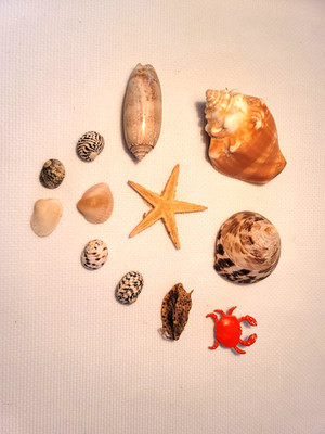 Vintage 1970s Natural Sea Shells & Petrified Star Fish plus crab pin Ocean Decor