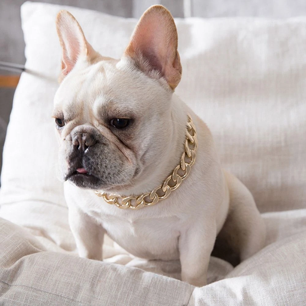 Bulldog puppy store collar