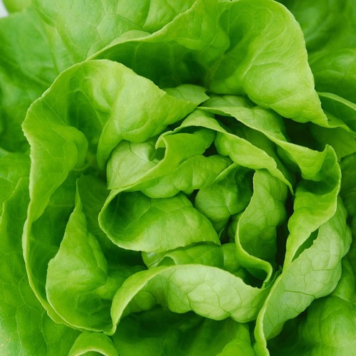 1000 White Boston Butterhead Lettuce Seeds - Everwilde Farms Mylar Seed Packet - Picture 3 of 3