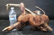 manzanita burl wood  D135 14 3/4" x 12" x 9 1/4"