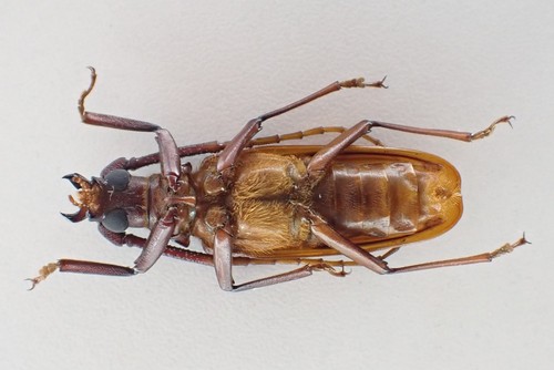 D73709. Insects, Beetles, Cerambycidae sp. Vietnam, Ha Giang - Picture 2 of 2