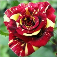 Meteor Shower #52 Rose Bush 50 or 100 Seeds~Rare-Free Shipping-USA Seller