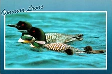 Common Loons Lake Pond Swimming Postcard Unused (33558)