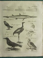 1797 IMPRESIÓN GEORGIANA ~ PSITTACUS PULLARIUS LOVE BIRD PULEX MONOCULUS SHARK PARROT