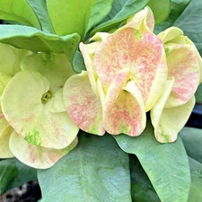 Crown Of Thorns Krachomthong Thai Hybrid Christ Plant Euphorbia Milii