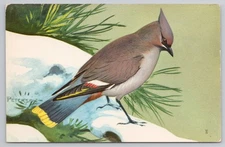 1957 Bohemian Waxwing Bird NWF Postcard by Peterson