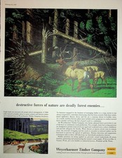 Original 1957Vintage Print Ad: 12 Horned Deer & Destructive Forest #Weyerhaeuser